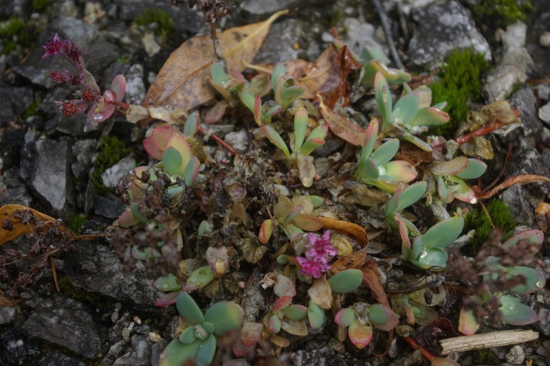 Hylotelephium pluricaule photo 3