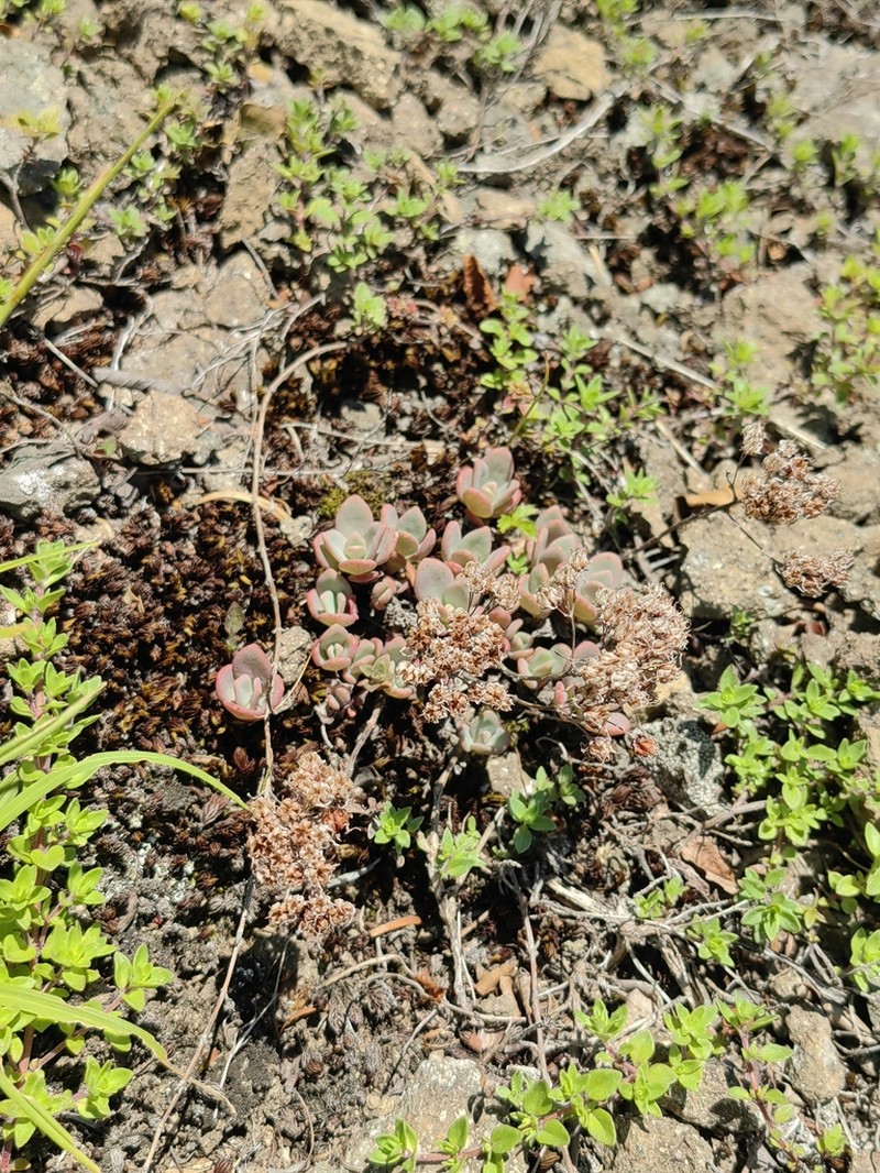 Hylotelephium pluricaule photo 4