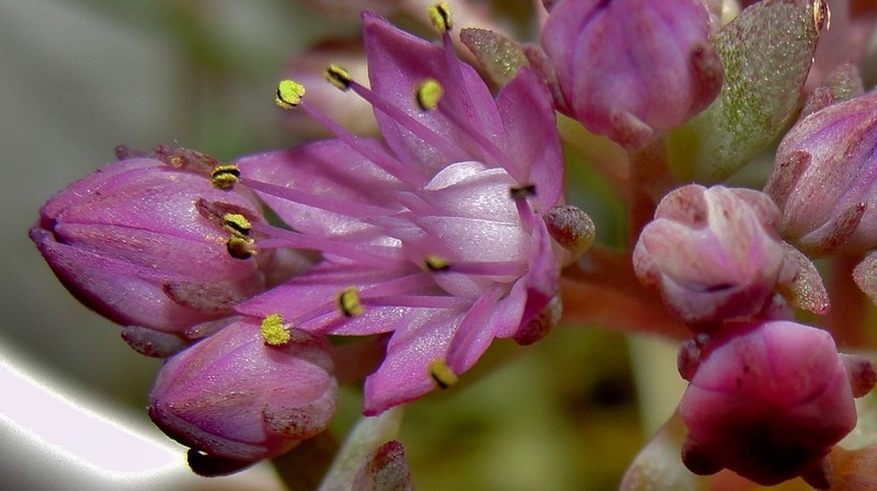 Hylotelephium pluricaule photo 5