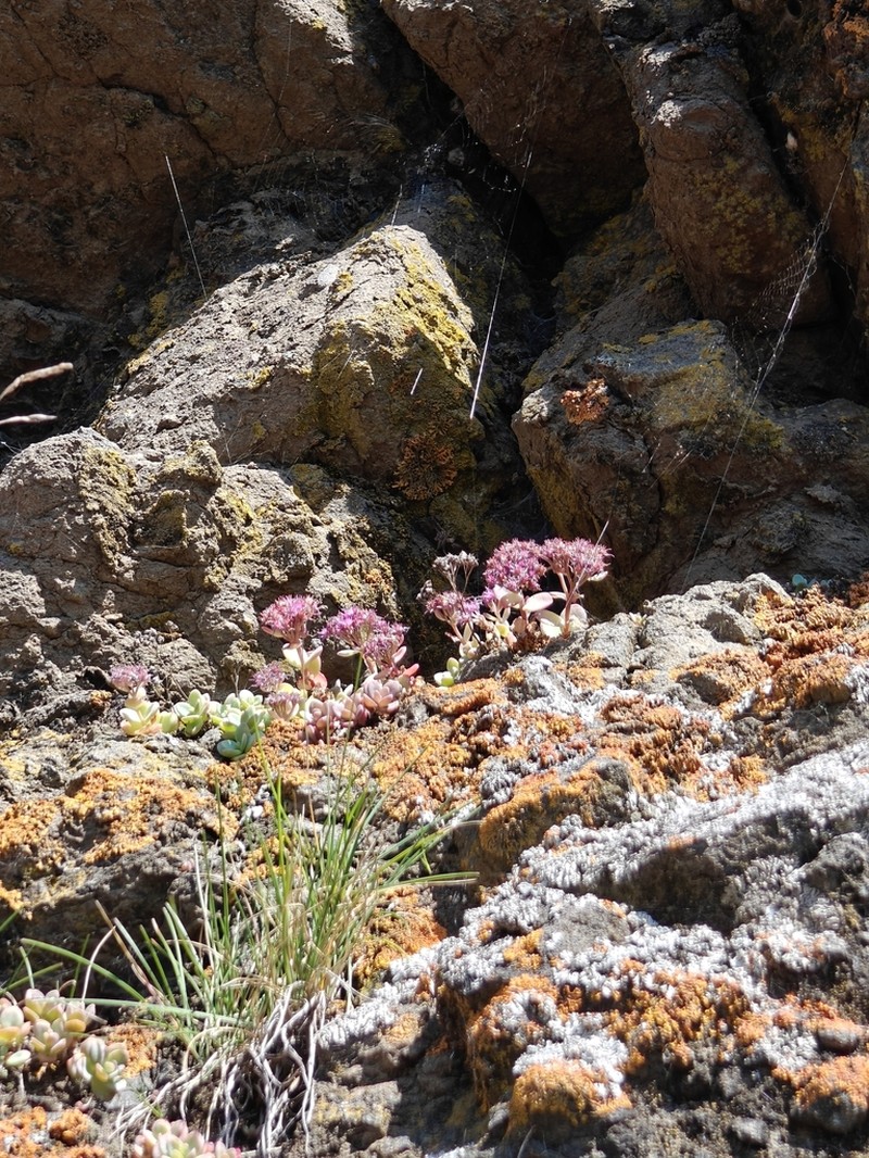 Hylotelephium pluricaule photo 6