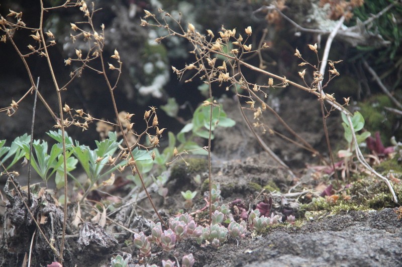 Hylotelephium pluricaule photo 7