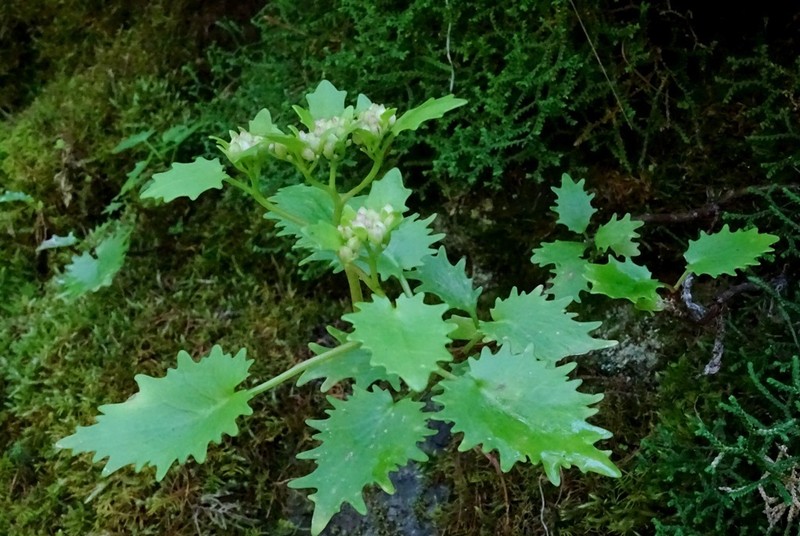 Hylotelephium populifolium photo 2