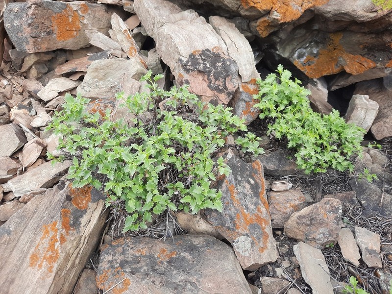 Hylotelephium populifolium photo 3