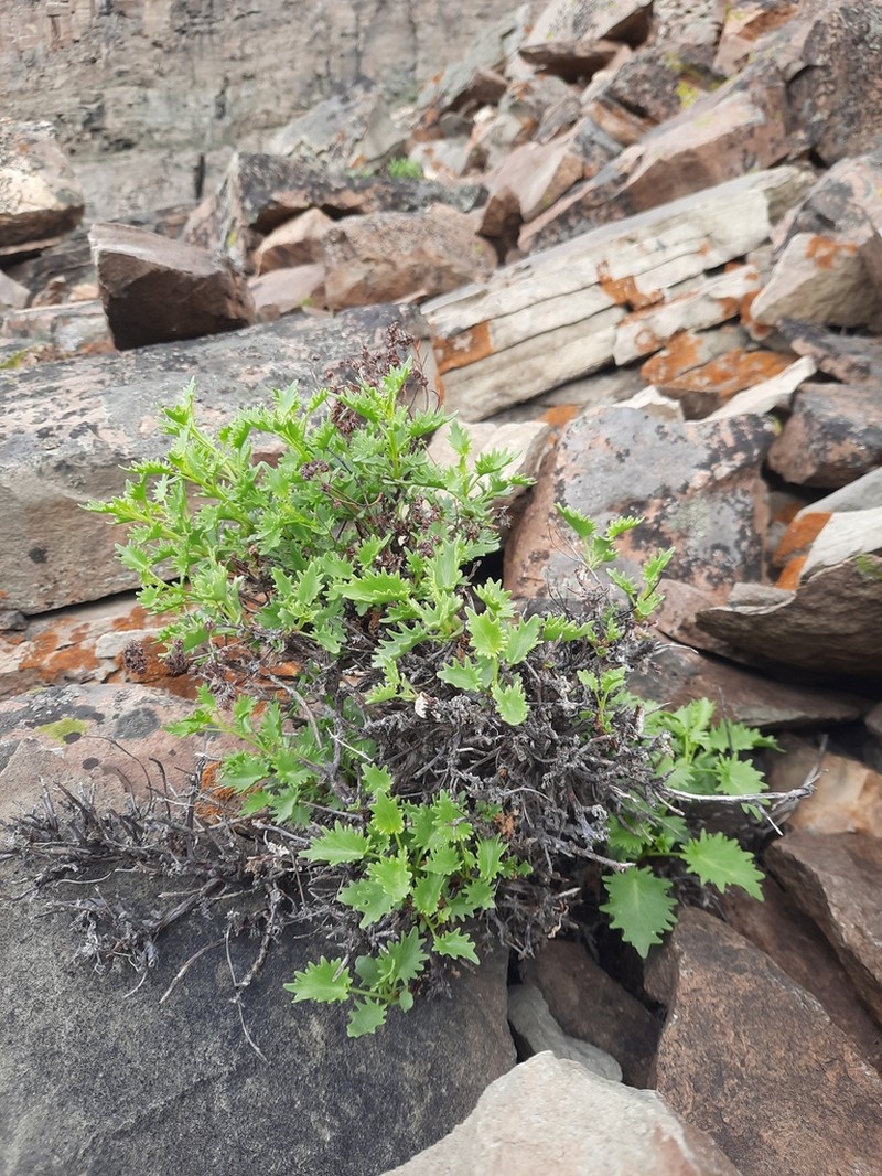 Hylotelephium populifolium photo 4