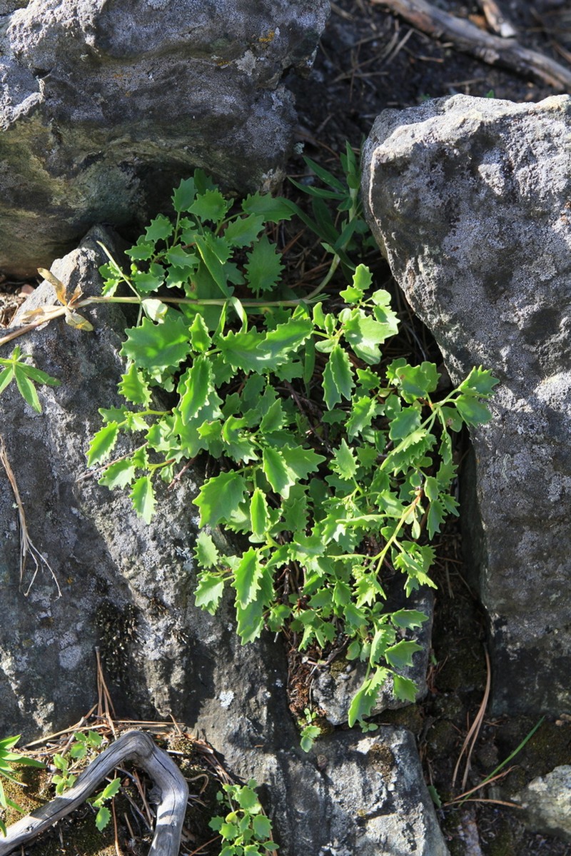 Hylotelephium populifolium photo 5