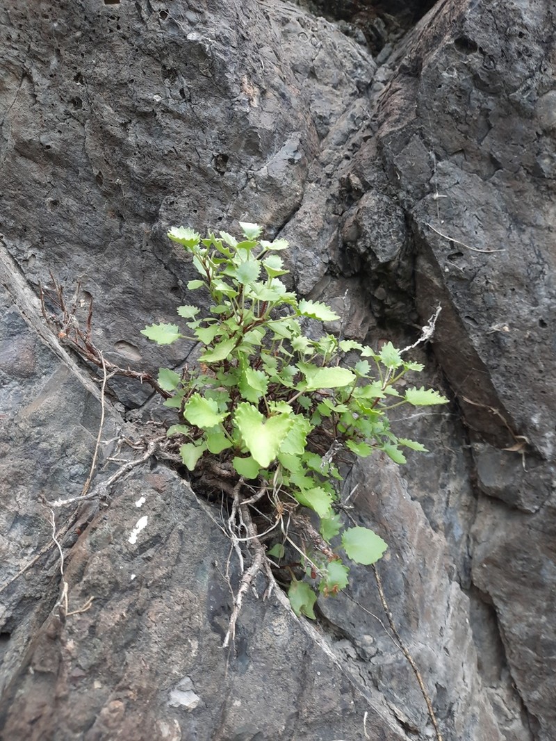 Hylotelephium populifolium photo 6