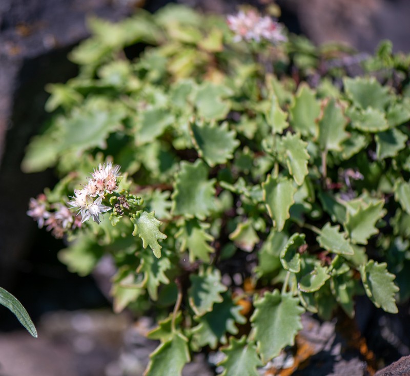 Hylotelephium populifolium photo 7