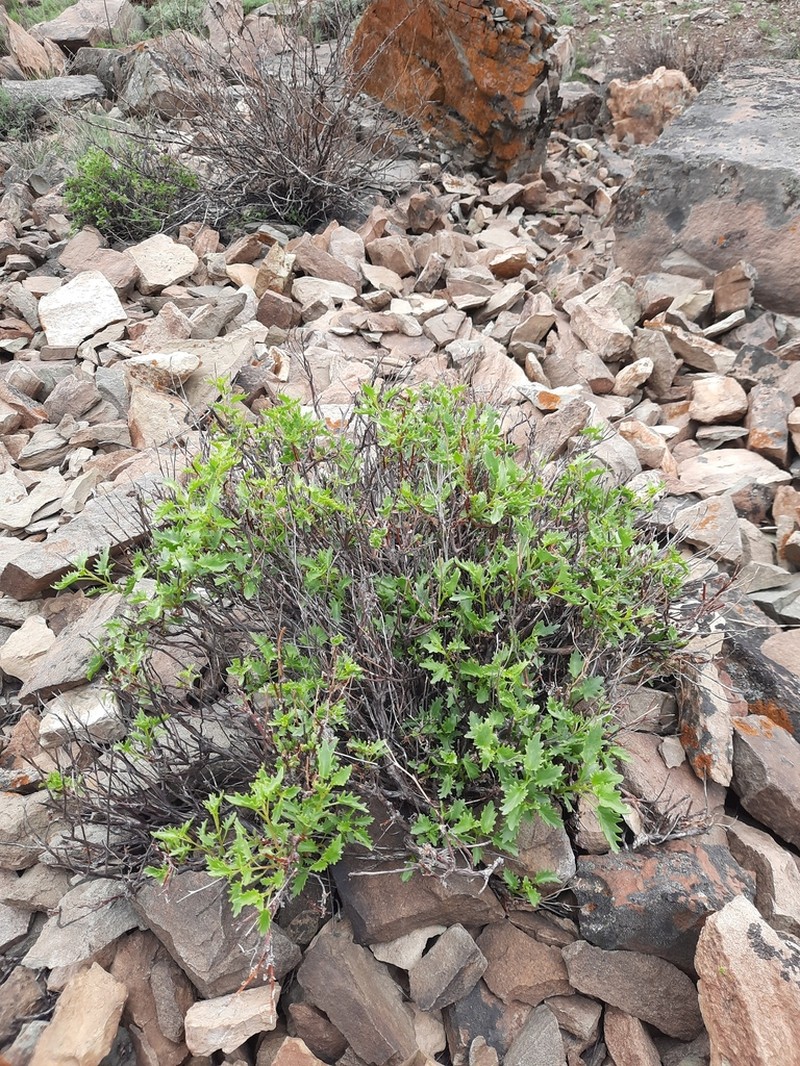Hylotelephium populifolium photo 8