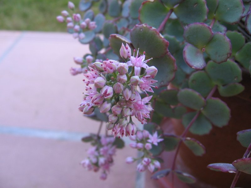 Hylotelephium sieboldii