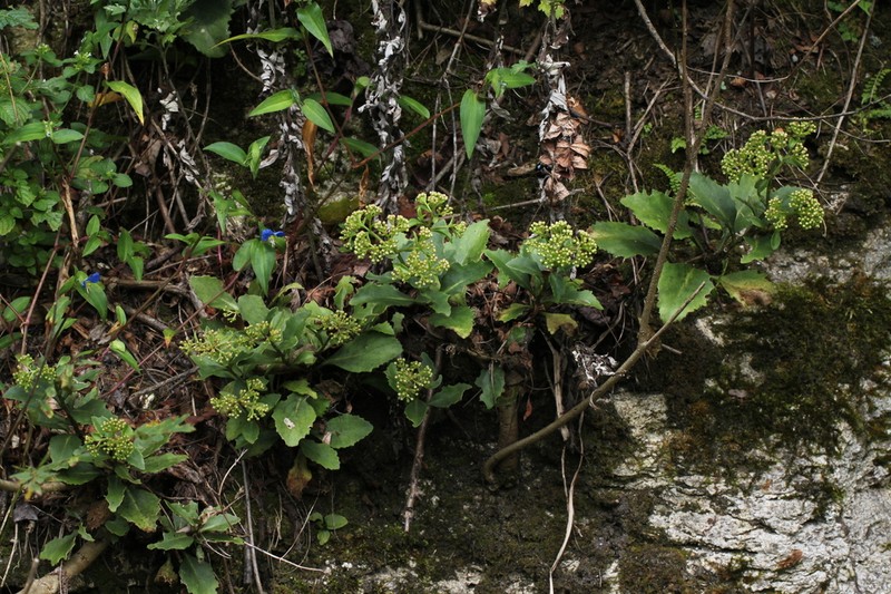 Hylotelephium sordidum photo 2