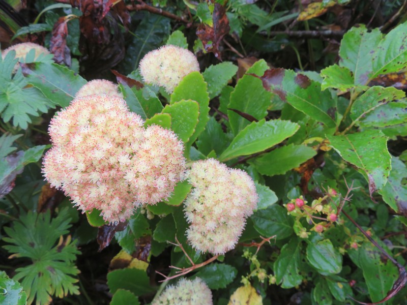 Hylotelephium sordidum photo 4