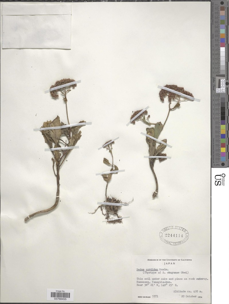 Hylotelephium sordidum photo 5