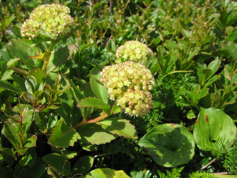 Hylotelephium sordidum