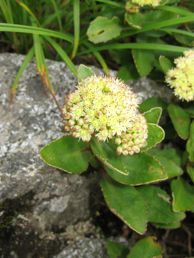Hylotelephium sordidum photo 6