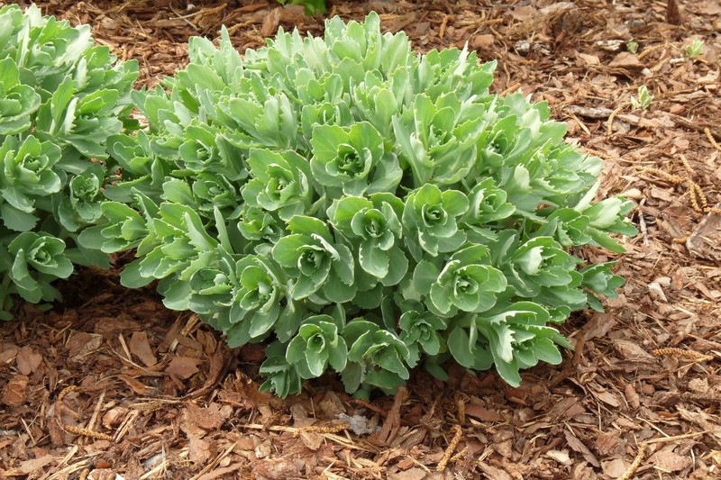 Showy Stonecrop photo 2
