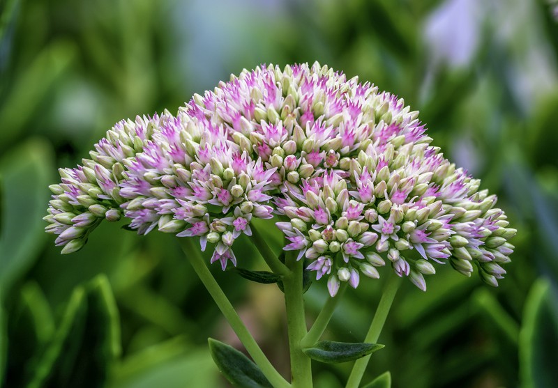 Showy Stonecrop photo 3