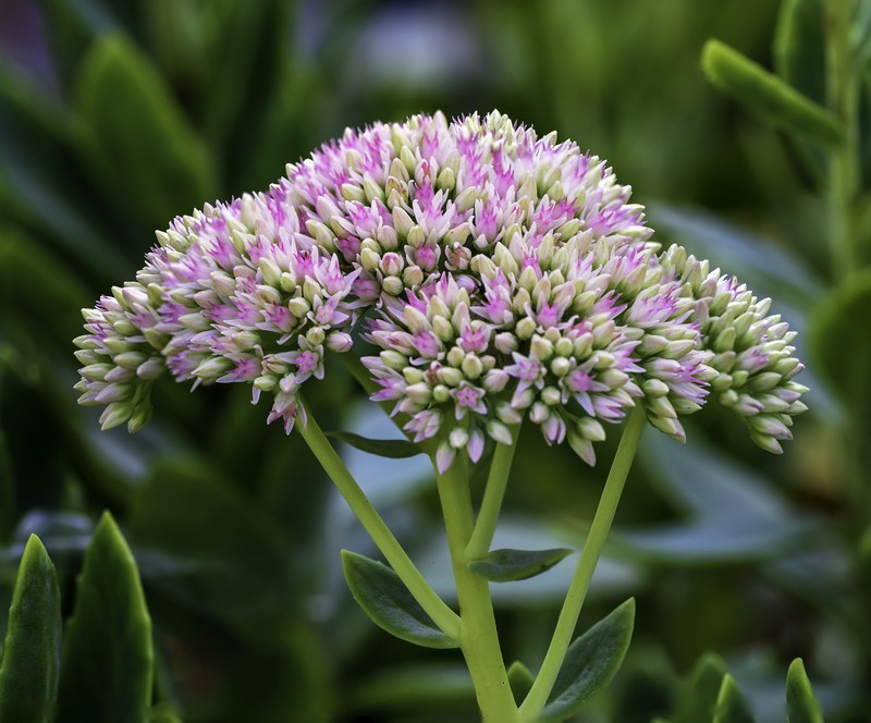 Showy Stonecrop photo 4