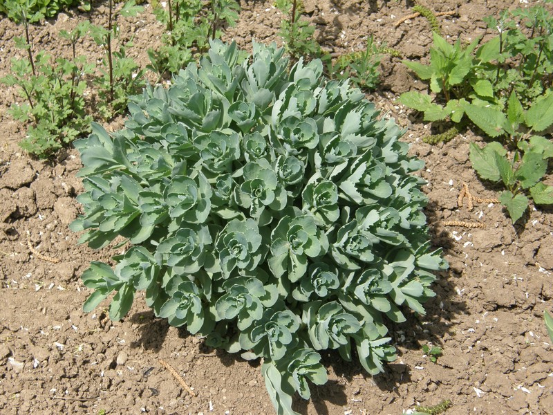 Showy Stonecrop photo 5