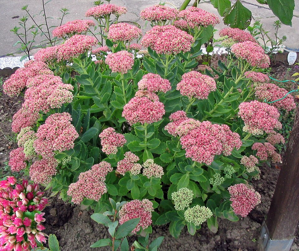 Showy Stonecrop photo 6
