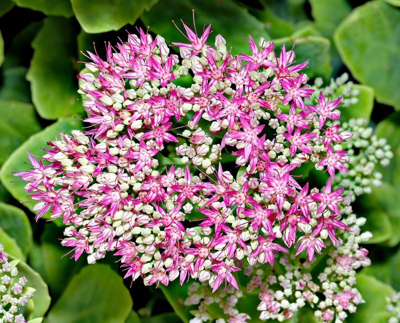 Showy Stonecrop