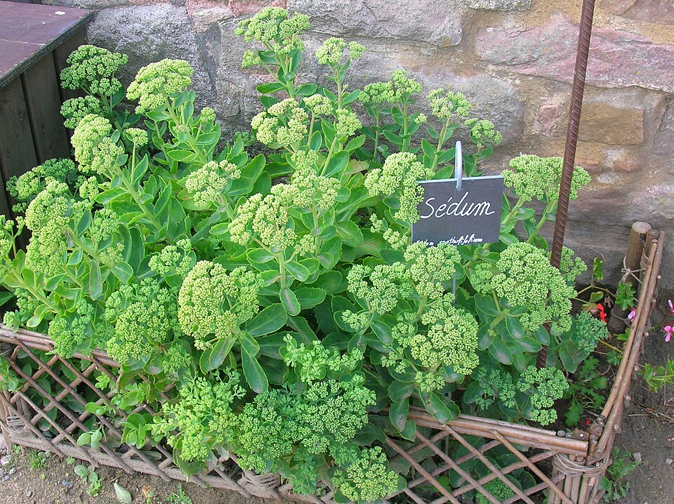 Showy Stonecrop photo 7