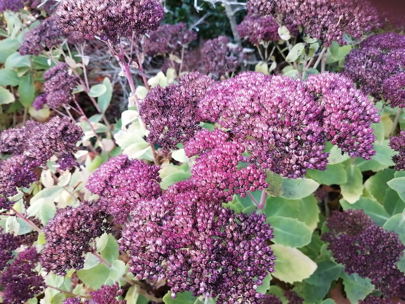 Showy Stonecrop photo 8
