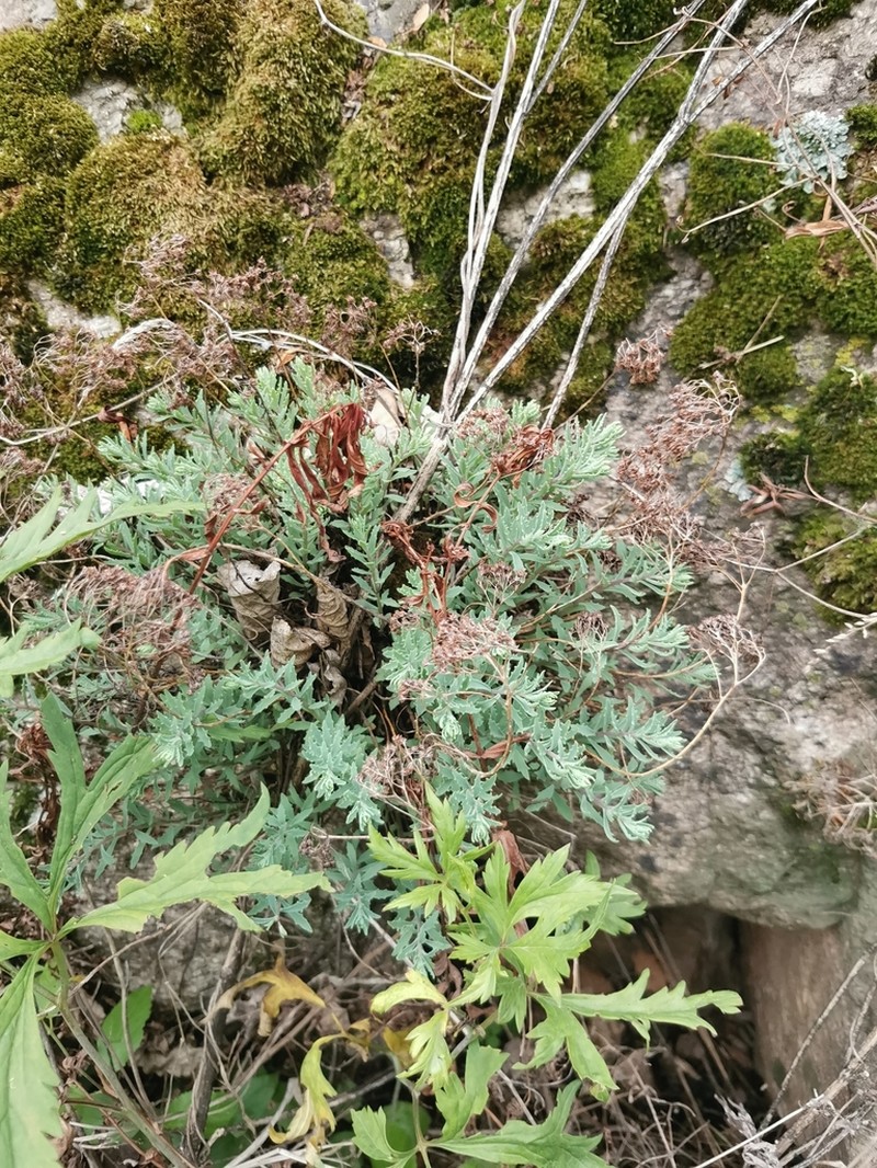 Hylotelephium tatarinowii photo 2