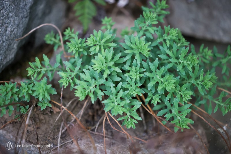 Hylotelephium tatarinowii photo 3