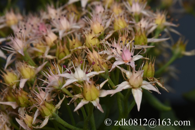 Hylotelephium tatarinowii photo 4
