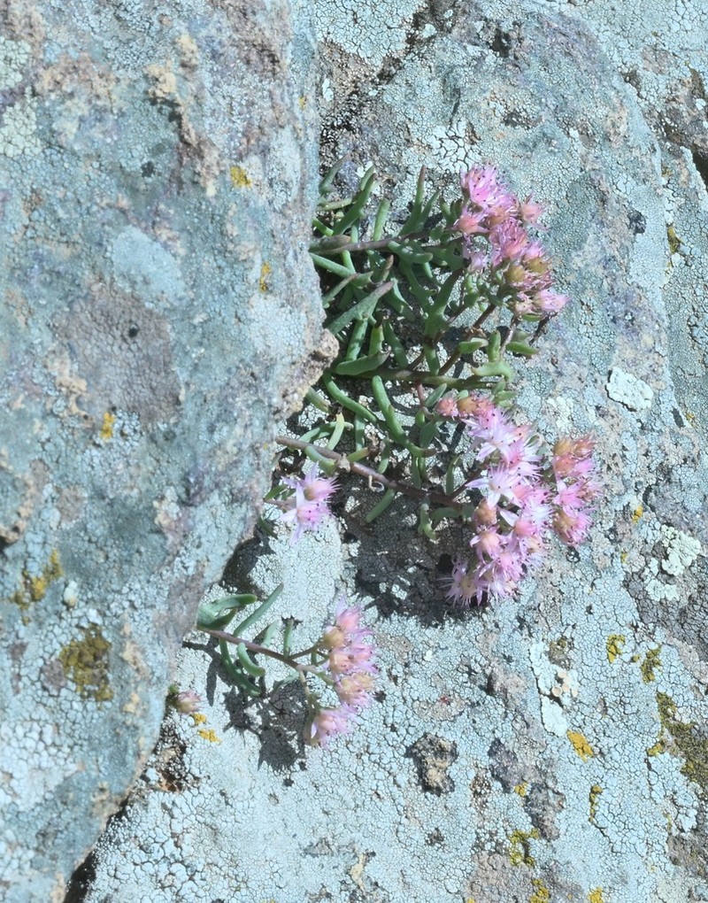Hylotelephium tatarinowii photo 5