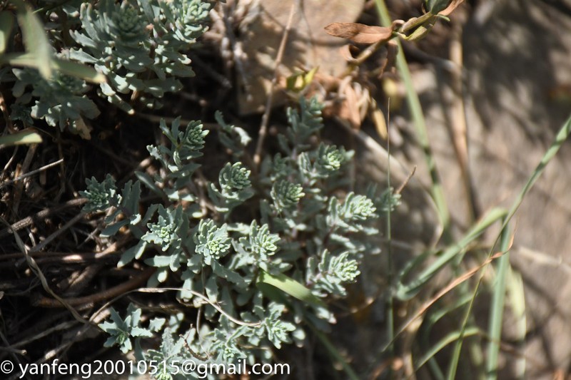 Hylotelephium tatarinowii photo 6