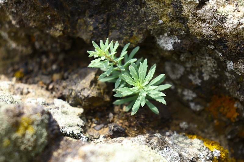 Hylotelephium tatarinowii photo 7