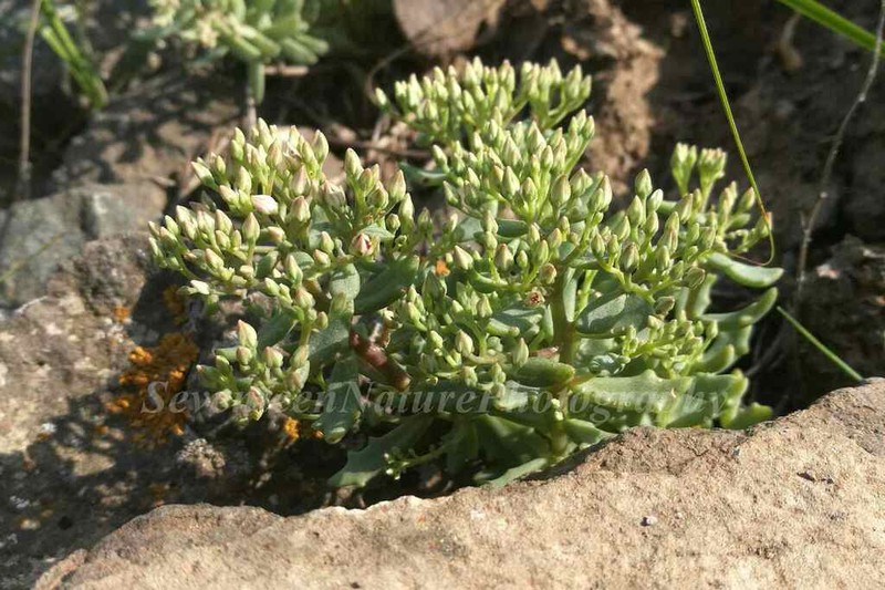 Hylotelephium tatarinowii photo 8