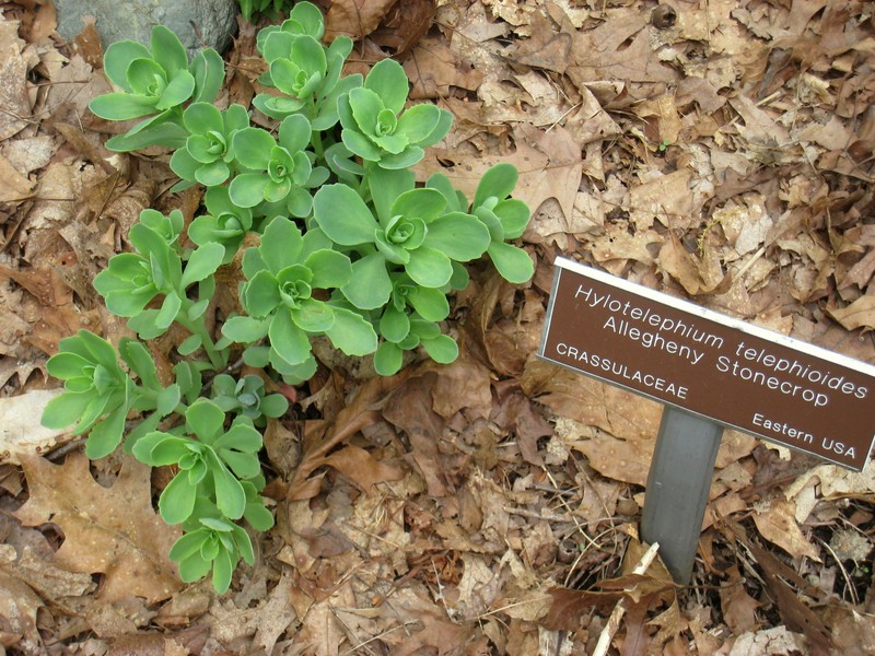 Allegheny Stonecrop photo 3