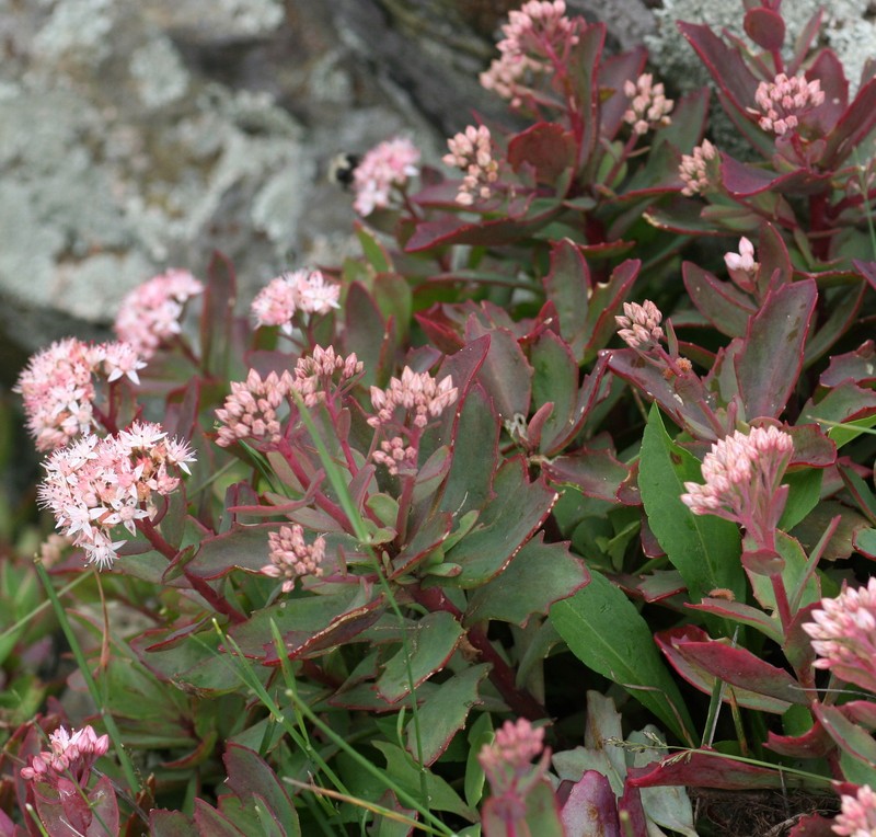 Allegheny Stonecrop