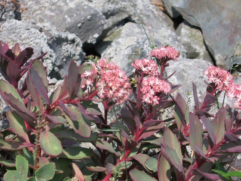 Allegheny Stonecrop photo 4