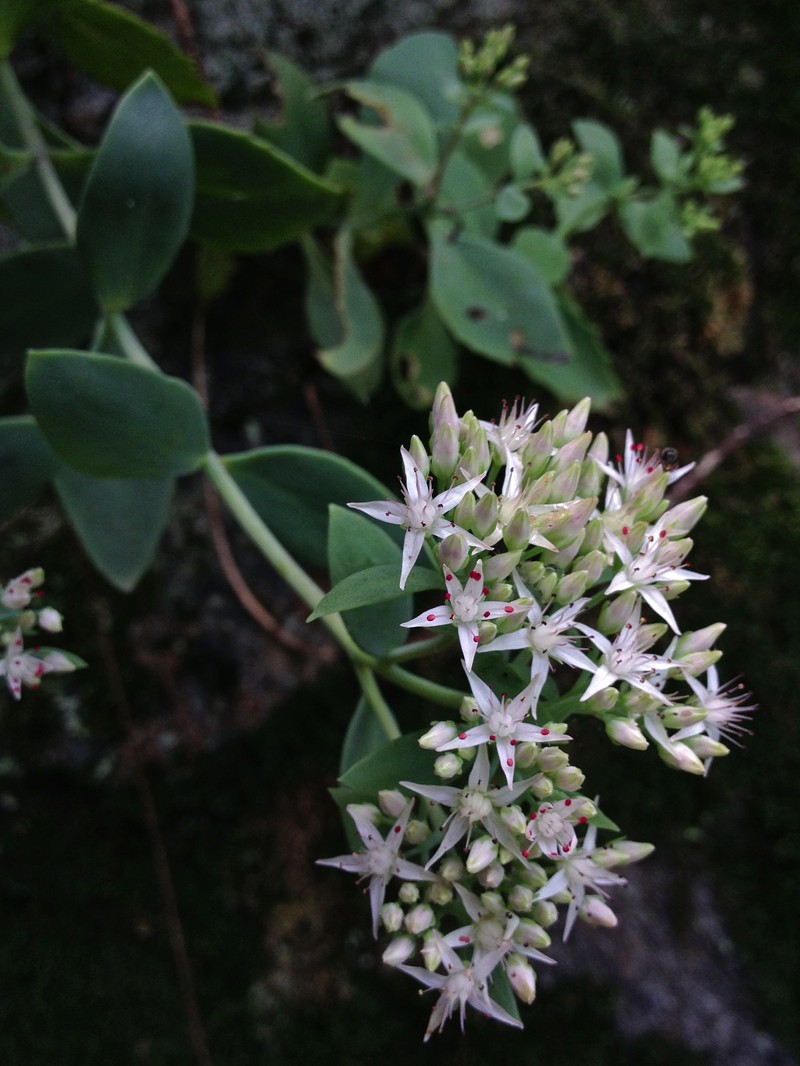 Allegheny Stonecrop photo 5