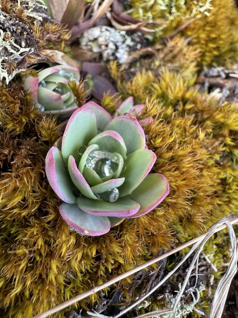 Allegheny Stonecrop