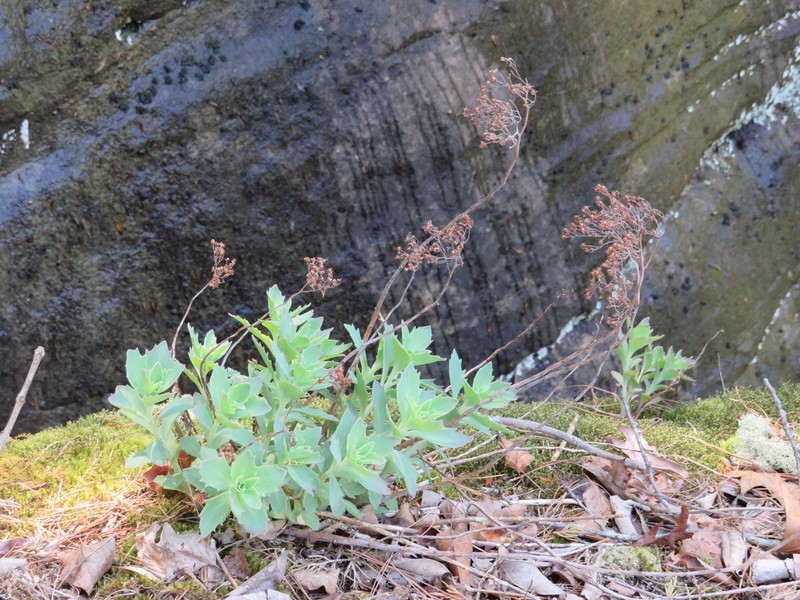 Allegheny Stonecrop photo 2
