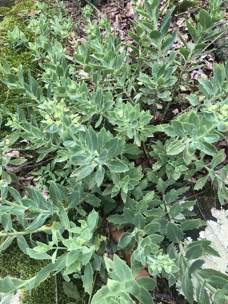 Allegheny Stonecrop photo 3