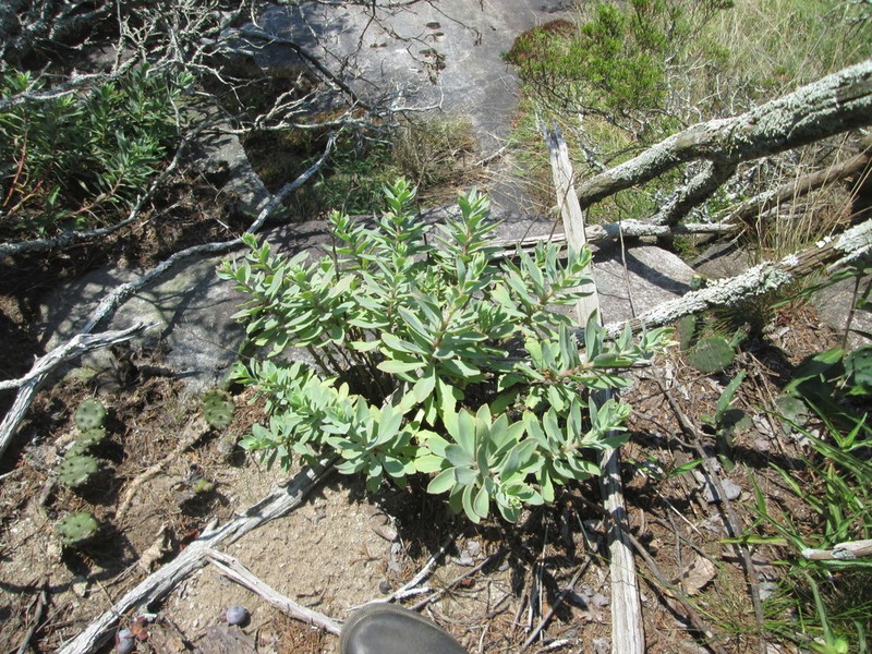 Allegheny Stonecrop photo 4