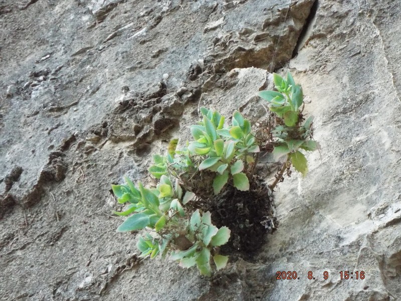 Allegheny Stonecrop photo 5