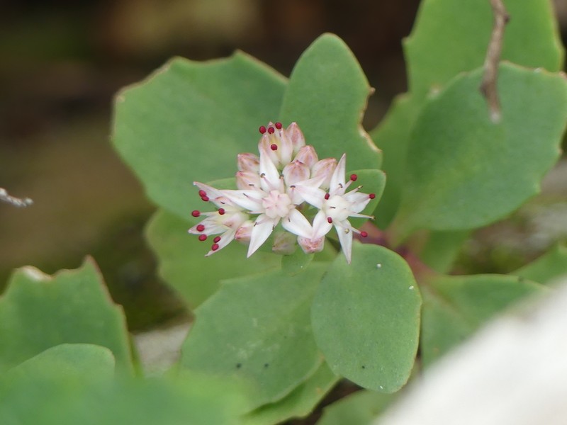Allegheny Stonecrop photo 6