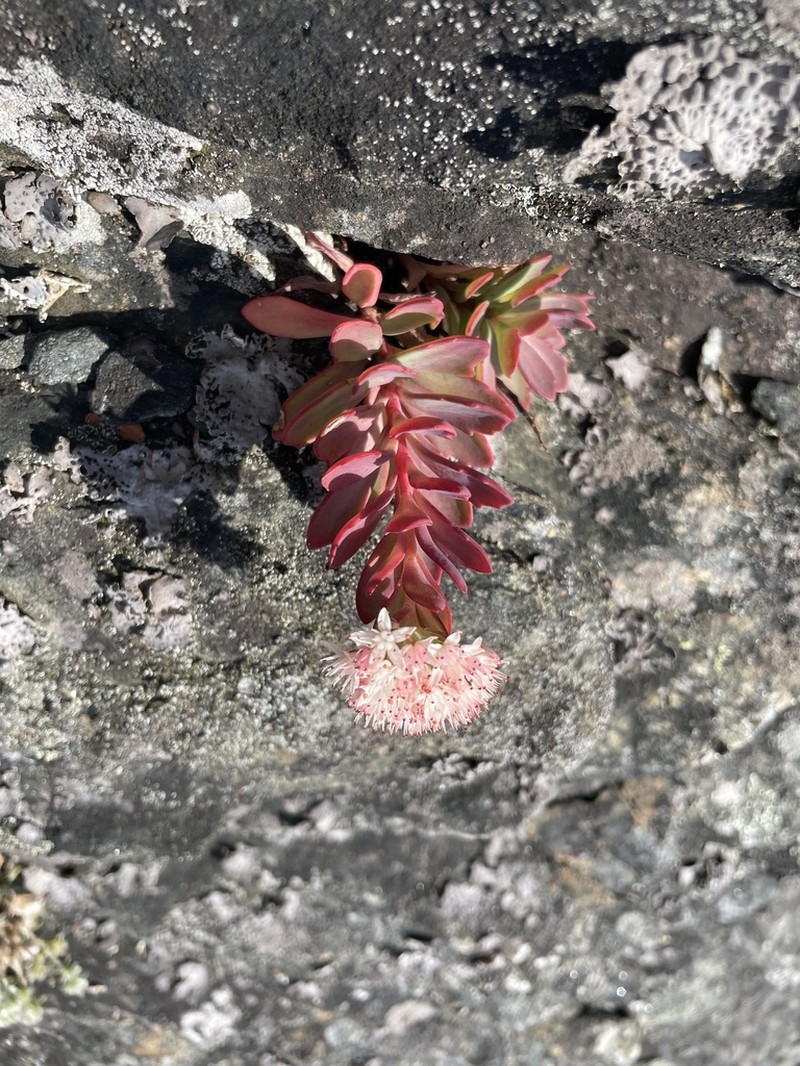 Allegheny Stonecrop photo 7