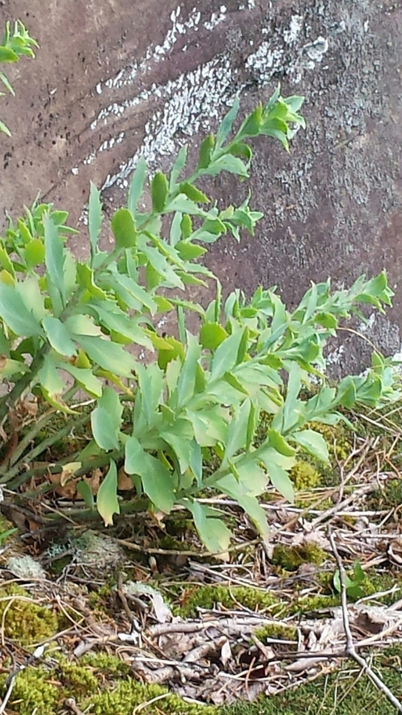 Allegheny Stonecrop photo 8