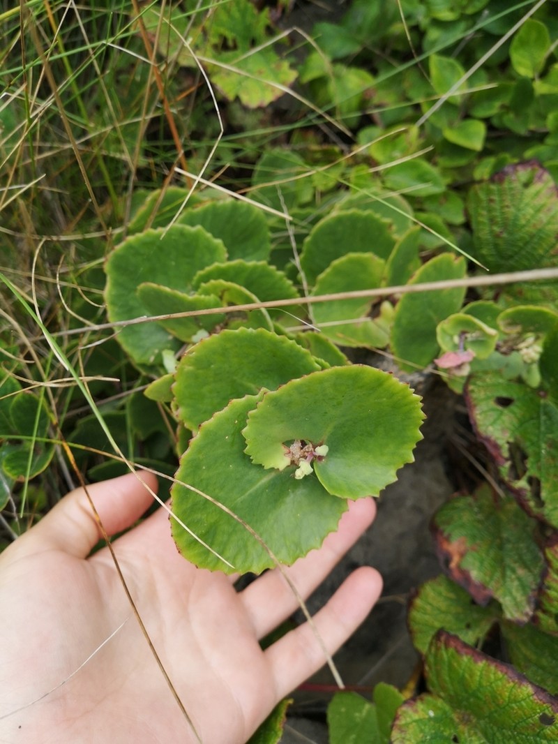 Hylotelephium ussuriense