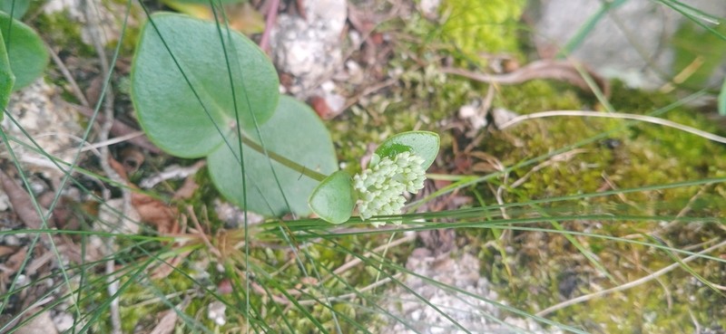 Hylotelephium ussuriense photo 2