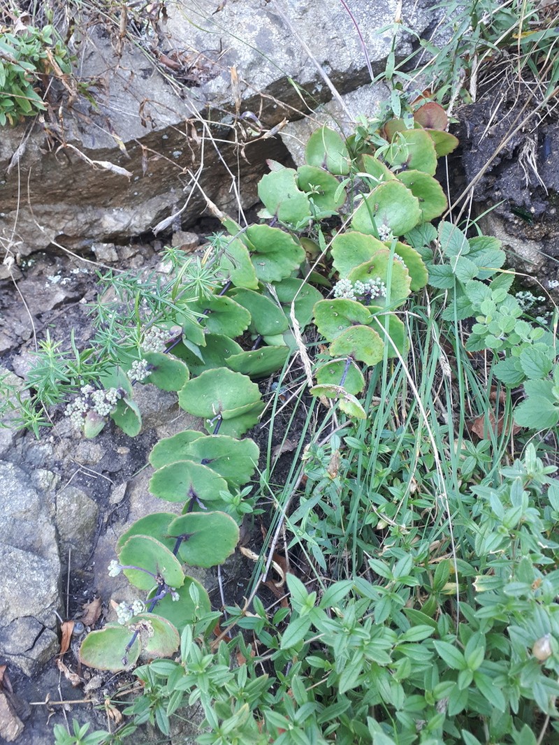 Hylotelephium ussuriense photo 3
