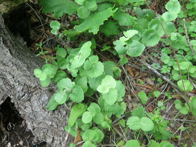 Hylotelephium ussuriense photo 4