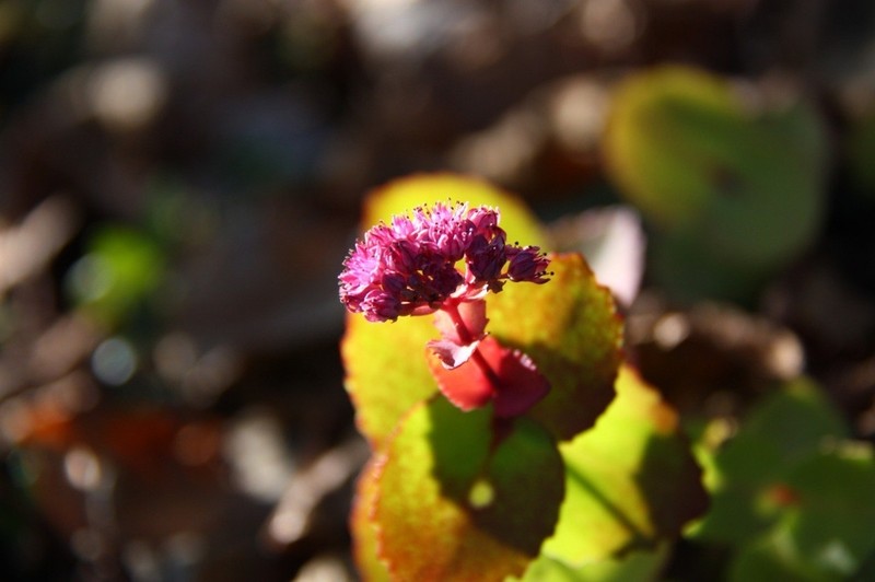 Hylotelephium ussuriense photo 5